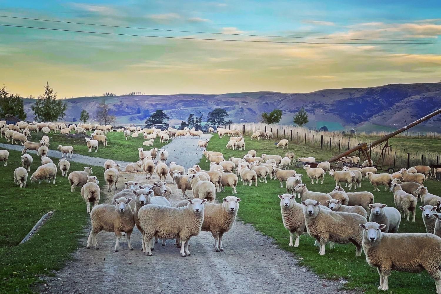 Shear Vue Farmstay Mackenzie Region New Zealand